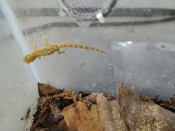 Yellow Belly Mourning Geckos